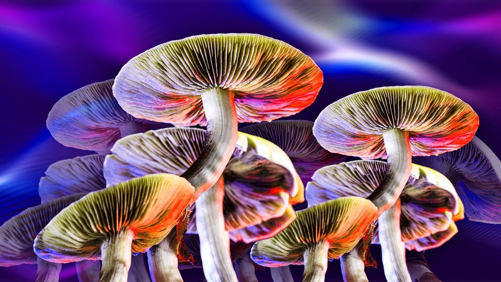 effects of magic mushrooms