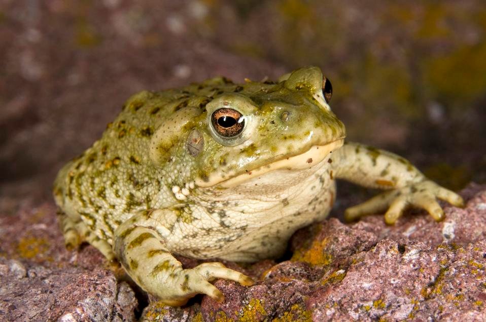 an image of a Sonoran Desert toad